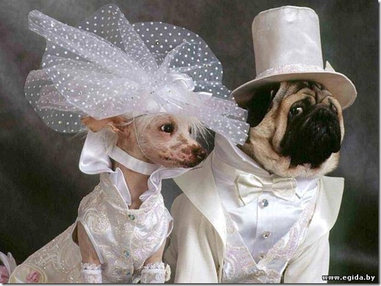 gatos y perros vestidos de novios | todo enamorados