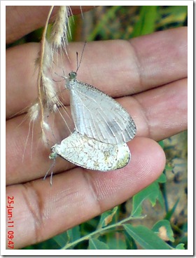 kupu-kupu Psyche (Leptosia nina) 