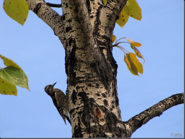 Young Yellow-bellied Sapsucker