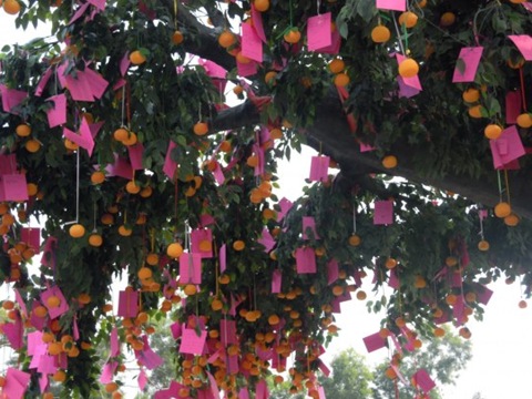 foam wishing tree with foam oranges Hong Kong btlau-wordpress-com