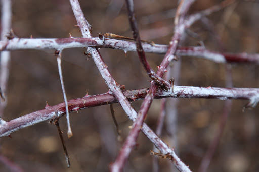 However, now being bare, you can really appreciate the interesting color of the raspberry canes.  They're almost as pretty as the fruit, but those sharp thorns don't look too inviting!