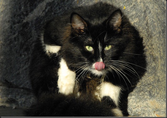 kissa 037 kissa 037