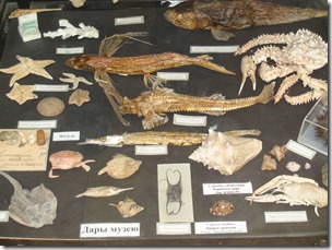 063-musee khoujir-differentes especes de poissons du baikal