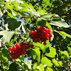 dsc01385.jpg dsc01385.jpg