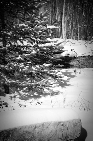 [BW-Pine-and-Bench%255B3%255D.jpg]