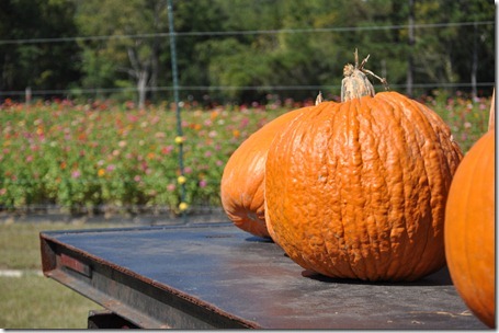 southern belle farm 100611 (68)