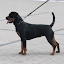 Rottweiler hodowla szczenięta Toro Negro -021.JPG