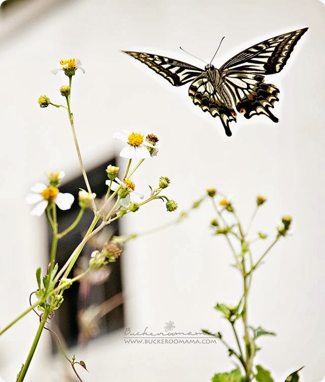 Butterfly (1) Butterfly (1)