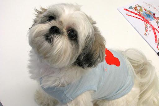 Every once in a while, Lucy swaps the dress for a fitted tee, this one being the Sea Shark Tee. “Whether fancy or casual, my main concern is that I look cute—that’s how you get attention from the humans, and I love the humans! Every once in a while, Lucy swaps the dress for a fitted tee, this one being the Sea Shark Tee. “Whether fancy or casual, my main concern is that I look cute—that’s how you get attention from the humans, and I love the humans!