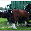 Shire 023.jpg