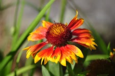 DSC_1819.JPG