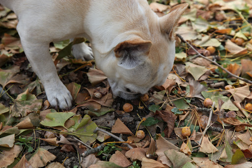 Well, what do you know?  I should remember that autumn is when the fruit of the Ginkgo Biloba tree falls to the earth and that fruit smells nasty!
