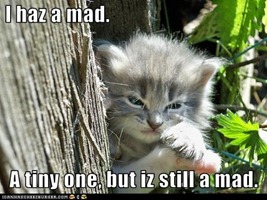 funny-cat-pictures-classic-lolcat15 funny-cat-pictures-classic-lolcat15