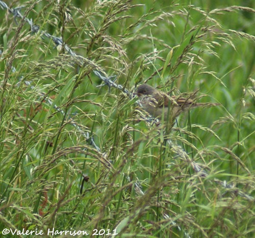 [45-whitethroat%255B2%255D.jpg]