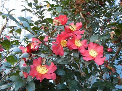 [christmas-camellia-blooms%255B4%255D.jpg]