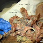 mesentery_L.JPG