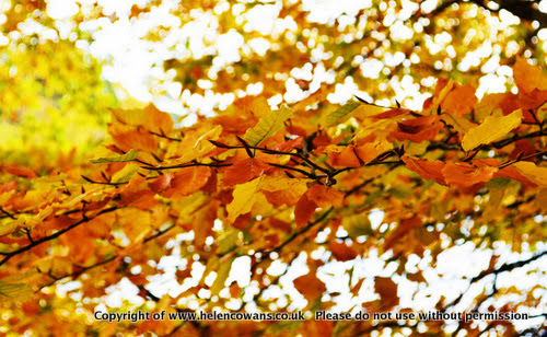 Autumn leaves.jpg Autumn leaves
