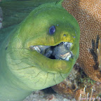 Misc_SnS_gallery_photos_(8_of_18)
Green Moray Misc_SnS_gallery_photos_(8_of_18)
Green Moray