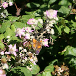 photoIMG_3518.jpg