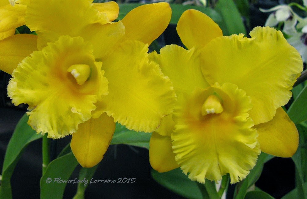 [02-08-orchids6%255B4%255D.jpg]