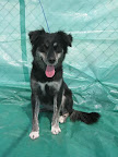 Geli. Hembra 3 años. Muy cariñosa, juguetona, hiperactiva, tierna