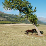 Tianshan - Le cheval et l'arbre penché