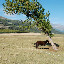Tianshan - Le cheval et l'arbre penché
