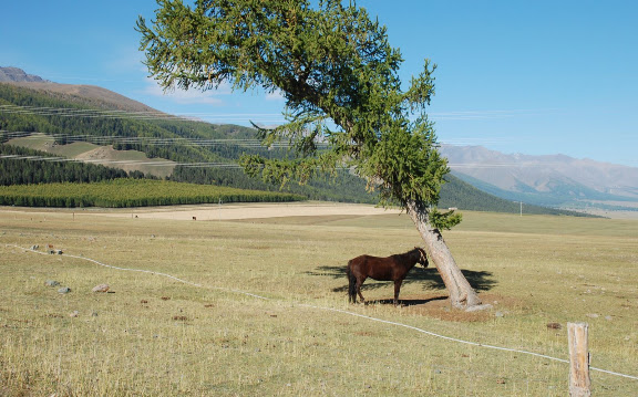 Tianshan - Le cheval et l'arbre penché