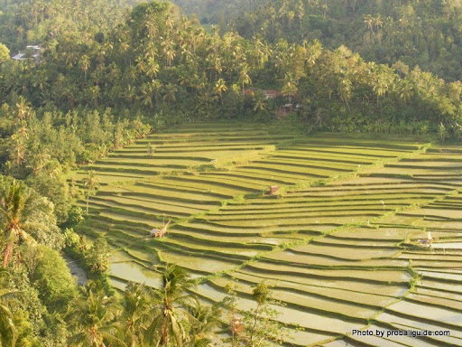 rice fields in Pupuan village rice fields in Pupuan village