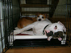 Donating a bed is also a great way to acknowledge an animal-loving-friend or a pet who has passed.