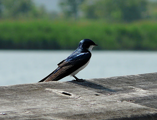 Beautiful Tree Swallow, DeKorte Park, May 28, 2011