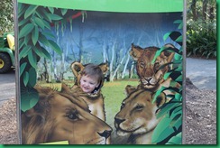 Ty as lion Ty as lion