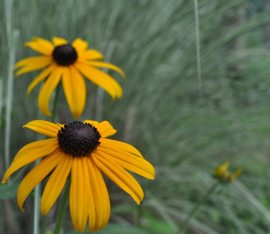[blackeyedsusan%255B3%255D.jpg]