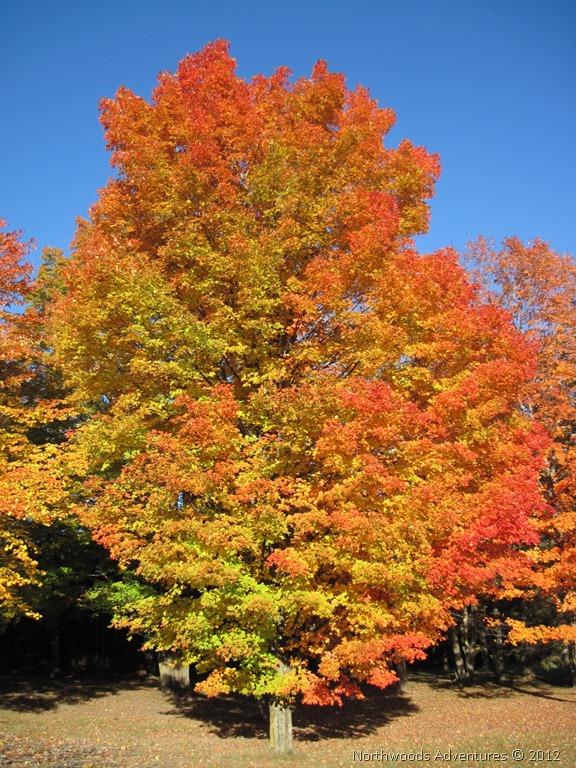 [fall12%2520colors2%255B3%255D.jpg]