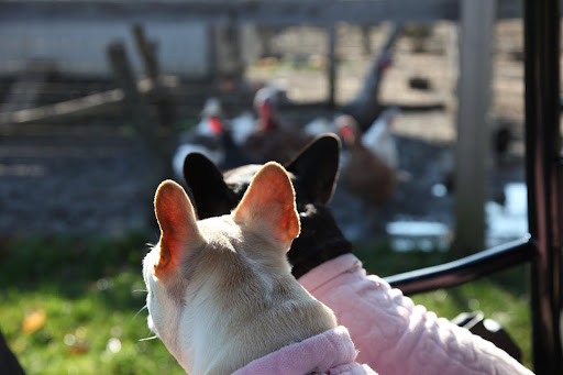 Franny, did you just hear a gobble-gobble?