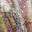 Lagarto Maldivas