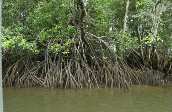 [mangroves%2520at%2520low%2520tide%255B4%255D.jpg]