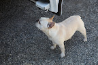 Hmmm...what is that I smell?  I'm sure I can figure it out.  After all, the part of our canine brains devoted to identifying scents is forty times larger than in humans brains!  That's pretty sizable.