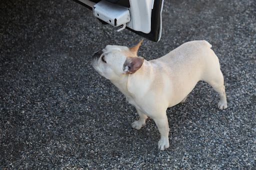 Hmmm...what is that I smell?  I'm sure I can figure it out.  After all, the part of our canine brains devoted to identifying scents is forty times larger than in humans brains!  That's pretty sizable.