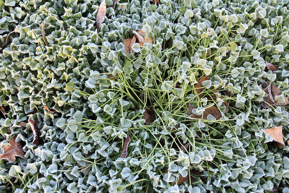 [130117_UCDA_Oxalis-rubra_02%255B5%255D.jpg]