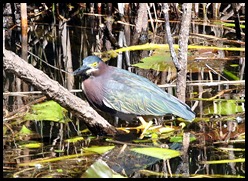 09b - Little Green Heron