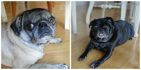 puggies! puggies!