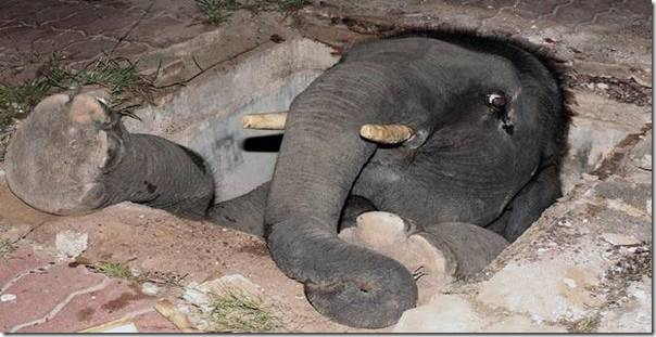 animales con problemas (7)