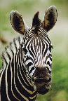 Sprachaufenthalt Südafrika