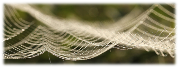 Telaraña Telaraña