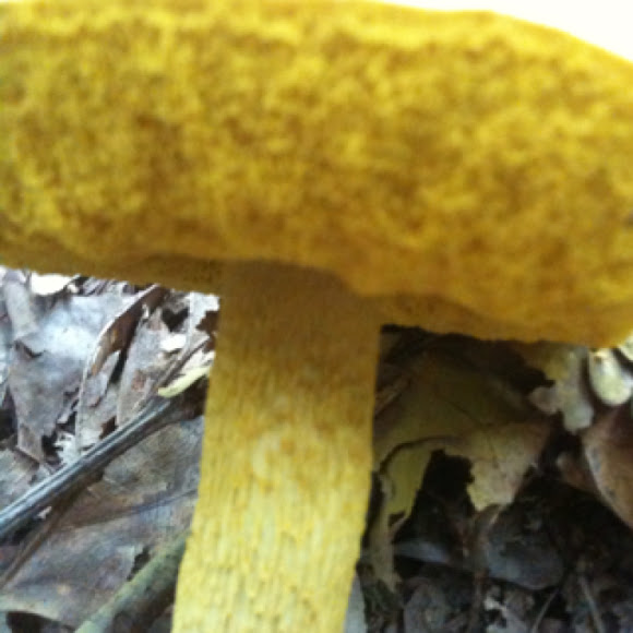 Spotting Image 1