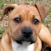 thePuppy-1.jpg