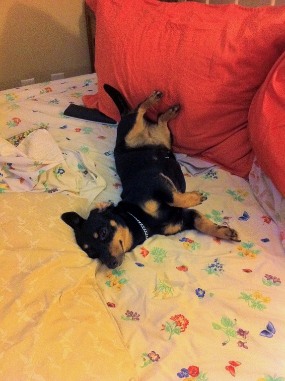 [Sadie%2520napping%255B3%255D.jpg]