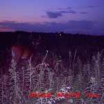 nichols deer 259.JPG