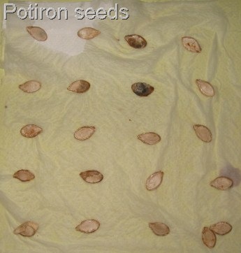 [germination%2520test%255B17%255D.jpg]